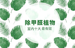 常见的十种除甲醛植物，你都知道吗？