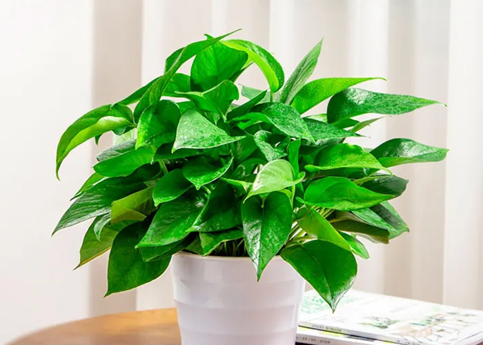 植物净化室内环境污染时要注意