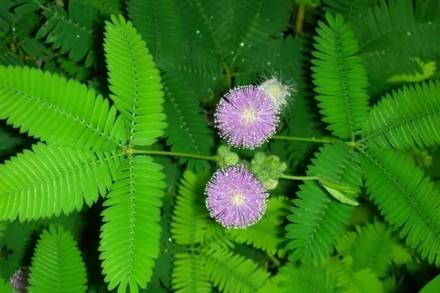 含羞草 含羞草