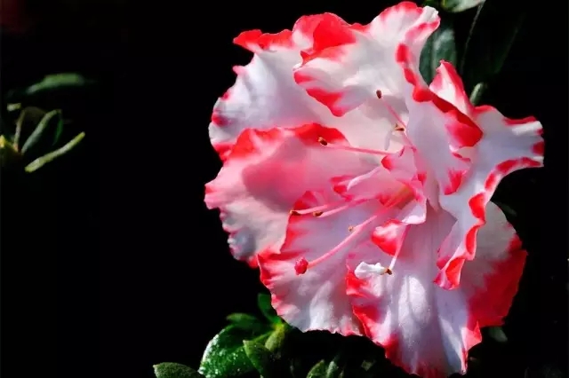 杜鹃花 杜鹃花